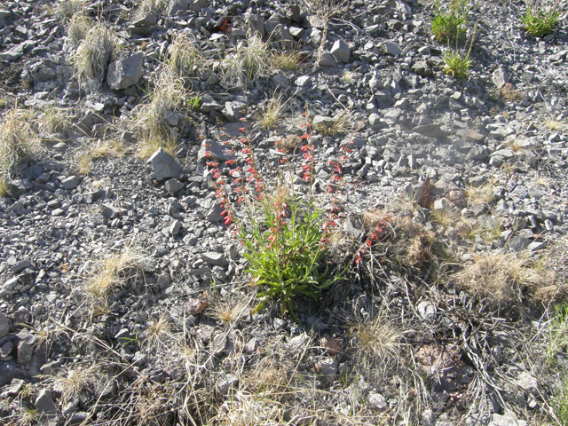 Penstemon eatonii (Firecracker penstemon) #77910