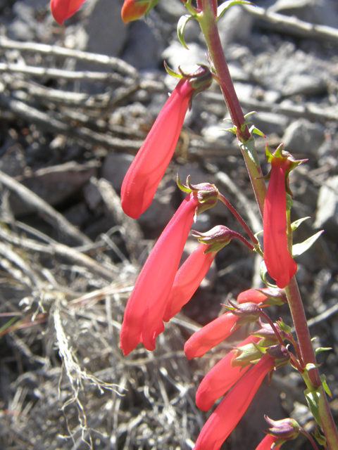 Penstemon eatonii (Firecracker penstemon) #77911