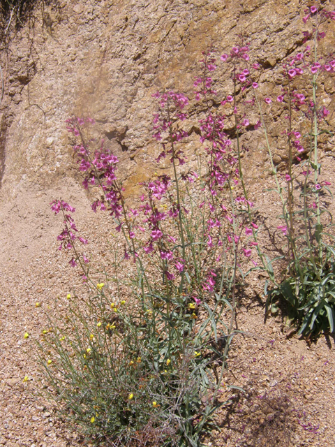 Penstemon parryi (Parry's penstemon) #77926