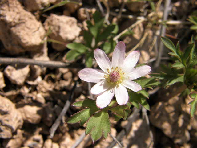 Anemone tuberosa (Tuber anemone) #77928