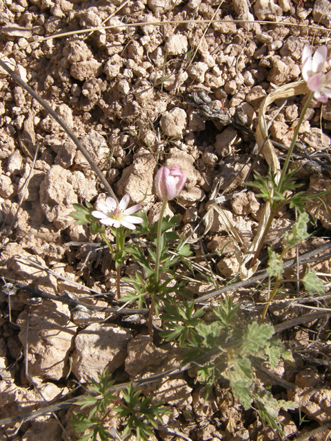 Anemone tuberosa (Tuber anemone) #77929