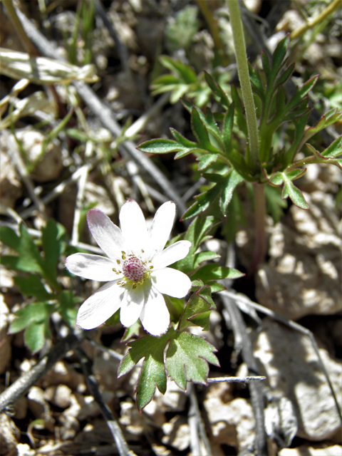 Anemone tuberosa (Tuber anemone) #77930