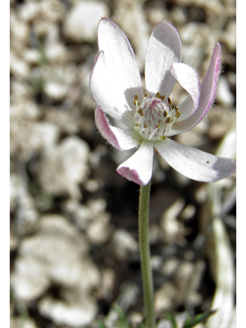 Anemone tuberosa (Tuber anemone) #77931