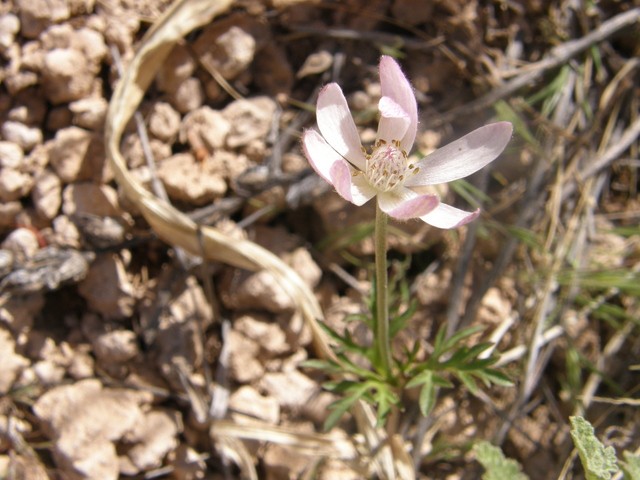 Anemone tuberosa (Tuber anemone) #77932