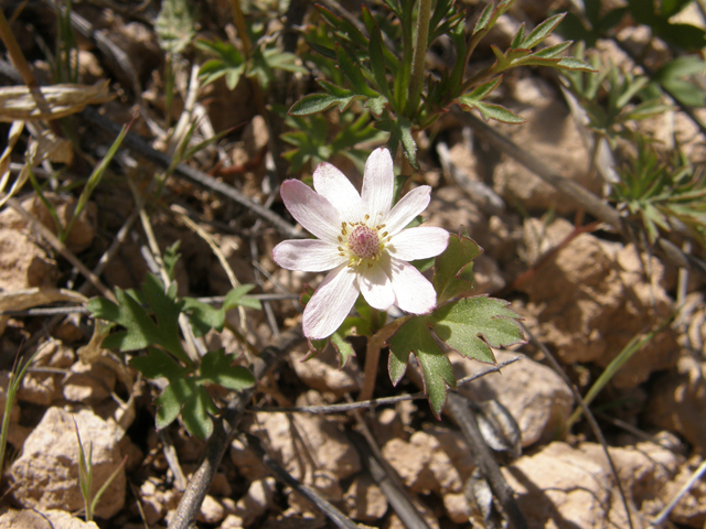 Anemone tuberosa (Tuber anemone) #77933