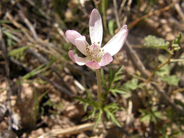 Anemone tuberosa (Tuber anemone) #77934