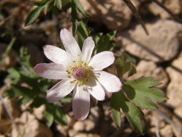 Anemone tuberosa (Tuber anemone) #77936