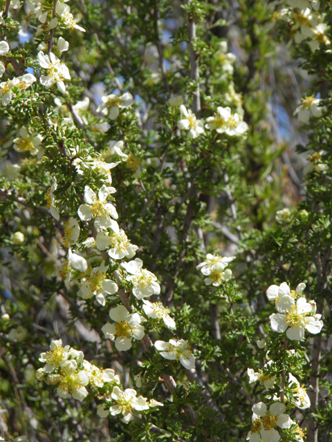 Purshia stansburiana (Stansbury cliffrose) #77937