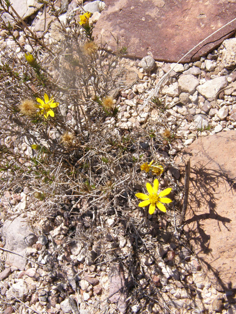 Thymophylla acerosa (Prickly-leaf dogweed) #77939