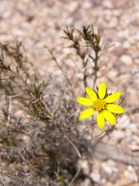 Thymophylla acerosa (Prickly-leaf dogweed) #77940