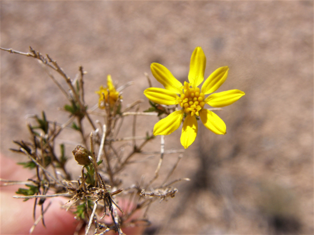 Thymophylla acerosa (Prickly-leaf dogweed) #77943