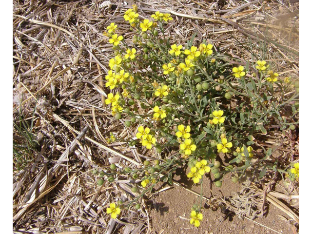 Lesquerella gordonii (Gordon's bladderpod) #77944