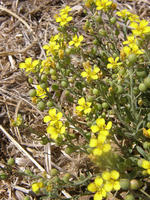 Lesquerella gordonii (Gordon's bladderpod) #77945