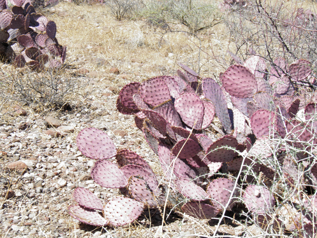 Opuntia macrocentra (Purple pricklypear) #77949