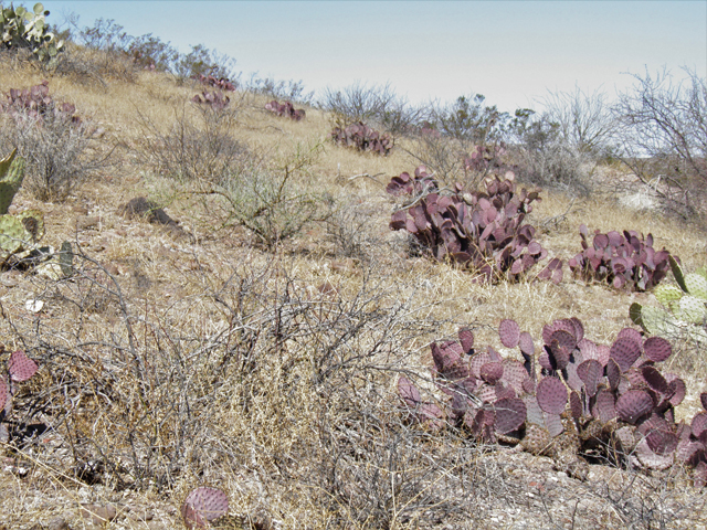 Opuntia macrocentra (Purple pricklypear) #77950