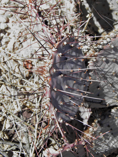 Opuntia macrocentra (Purple pricklypear) #77952