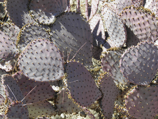 Opuntia macrocentra (Purple pricklypear) #77954