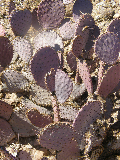 Opuntia macrocentra (Purple pricklypear) #77956