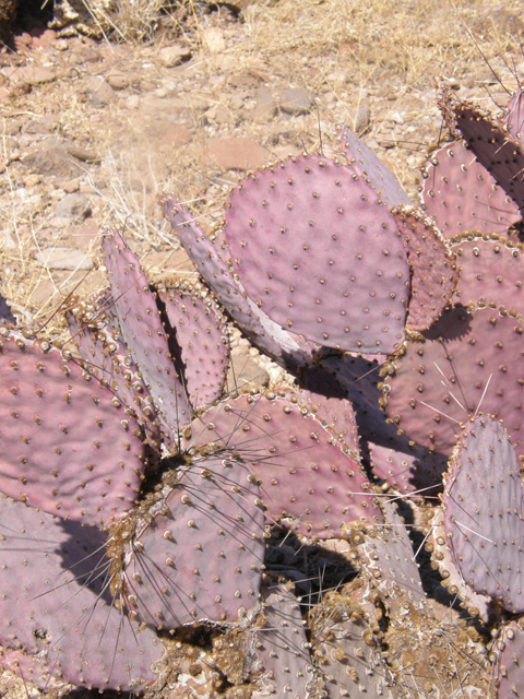 Opuntia macrocentra (Purple pricklypear) #77957