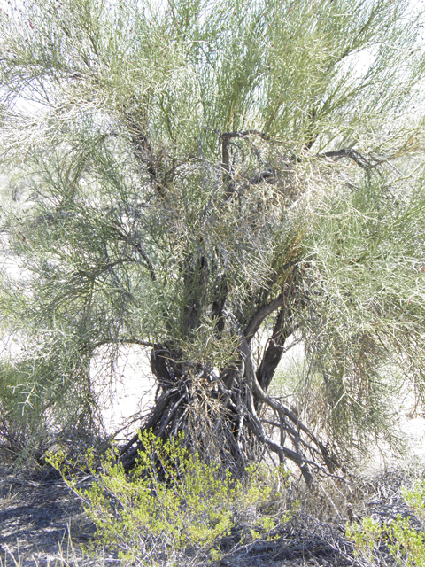 Canotia holacantha (Crucifixion thorn) #77961