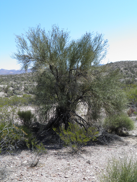 Canotia holacantha (Crucifixion thorn) #77962