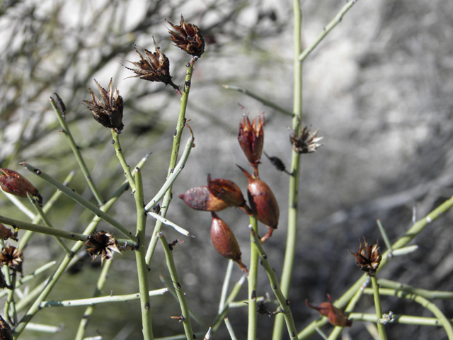 Canotia holacantha (Crucifixion thorn) #77964