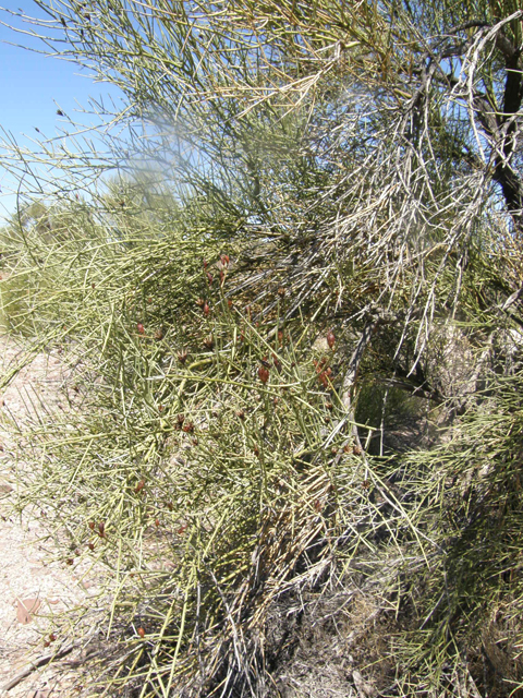 Canotia holacantha (Crucifixion thorn) #77969