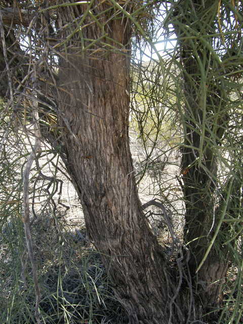 Canotia holacantha (Crucifixion thorn) #77973