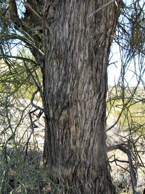 Canotia holacantha (Crucifixion thorn) #77974