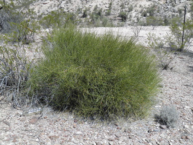 Ephedra aspera (Rough jointfir) #77977