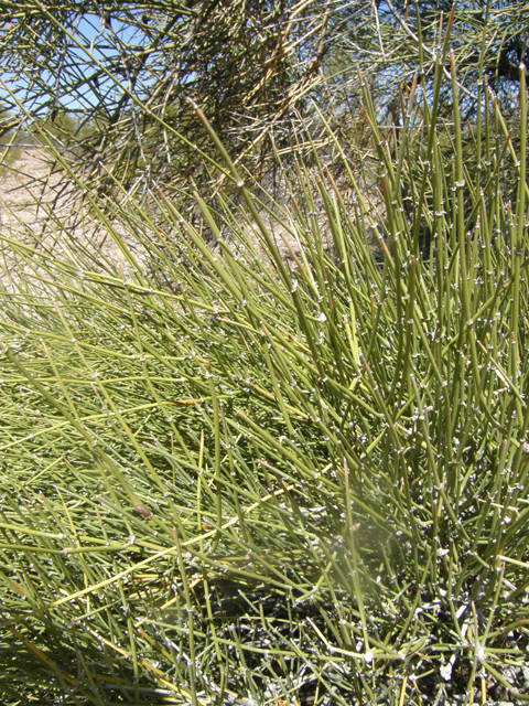 Ephedra aspera (Rough jointfir) #77978