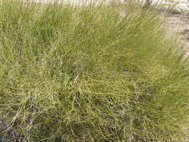 Ephedra aspera (Rough jointfir) #77979