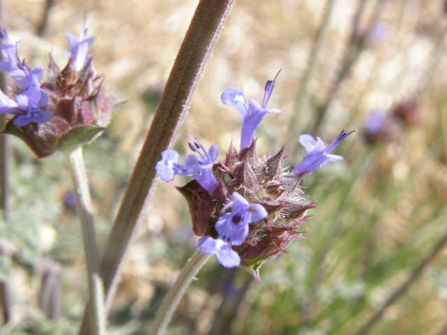 Salvia columbariae (California sage) #77984