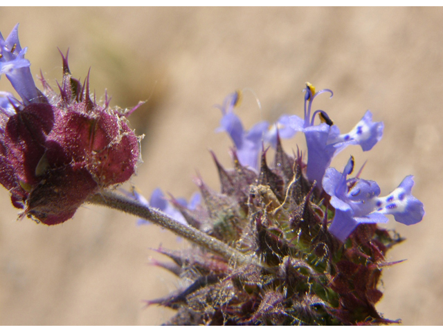 Salvia columbariae (California sage) #77986