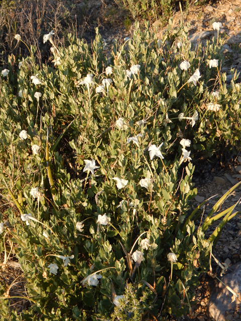 Mandevilla lanuginosa (Plateau rocktrumpet) #78012