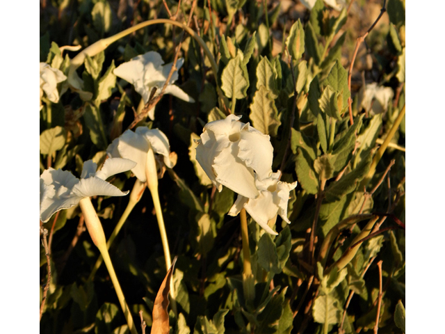 Mandevilla lanuginosa (Plateau rocktrumpet) #78015