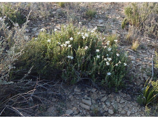 Mandevilla lanuginosa (Plateau rocktrumpet) #78016