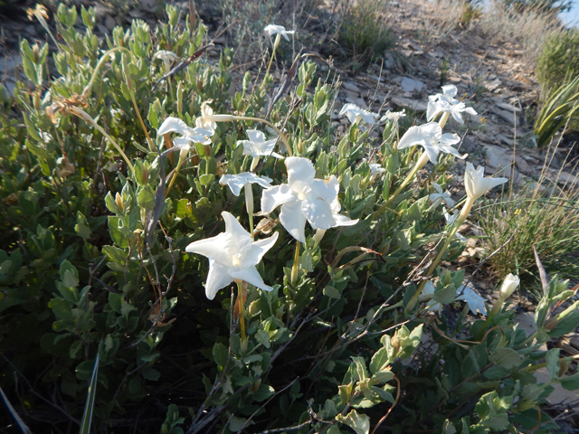 Mandevilla lanuginosa (Plateau rocktrumpet) #78018