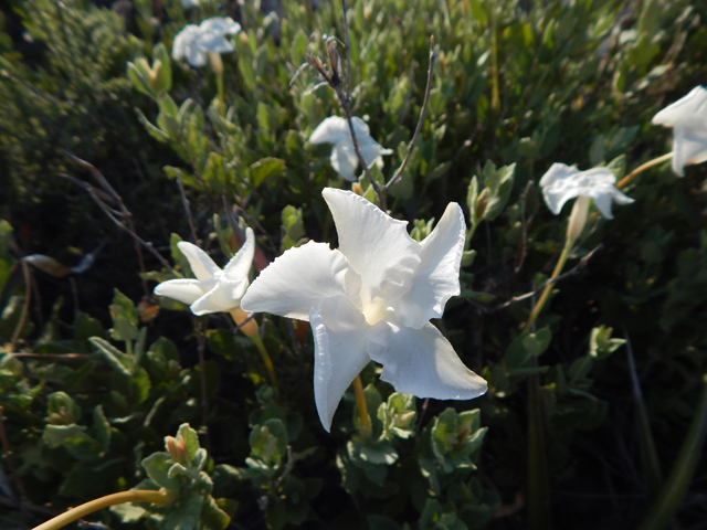 Mandevilla lanuginosa (Plateau rocktrumpet) #78019