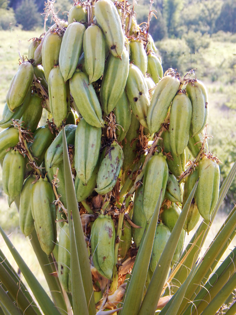 Yucca torreyi (Torrey yucca) #78024