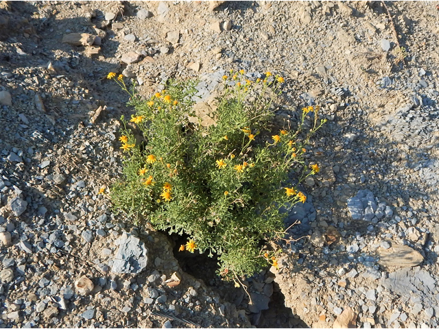 Perityle vaseyi (Vasey's rockdaisy) #78047