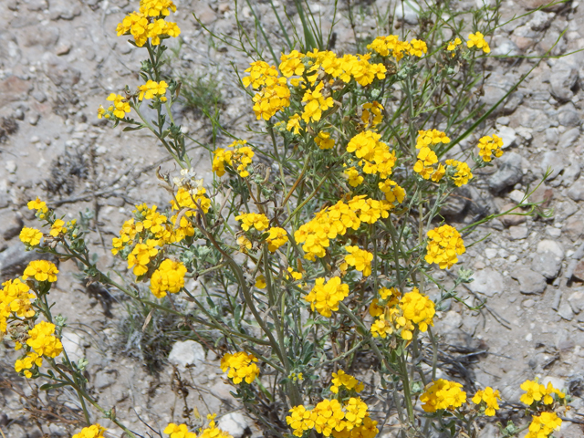 Psilostrophe tagetina var. cerifera (Woolly paperflower) #78050