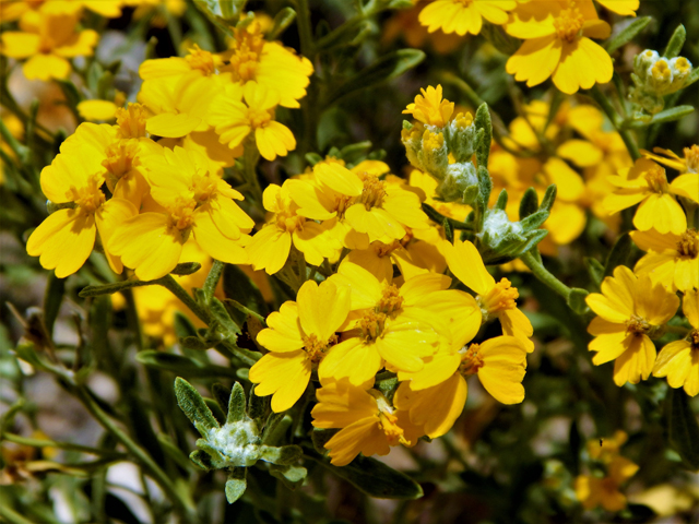 Psilostrophe tagetina var. cerifera (Woolly paperflower) #78051