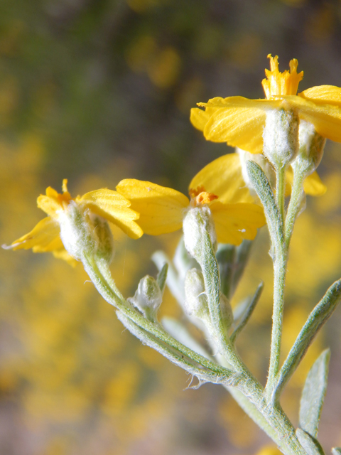 Psilostrophe tagetina var. cerifera (Woolly paperflower) #78055