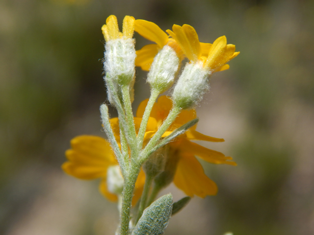 Psilostrophe tagetina var. cerifera (Woolly paperflower) #78056