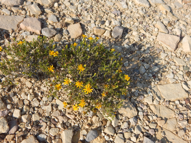 Thymophylla acerosa (Prickly-leaf dogweed) #78057