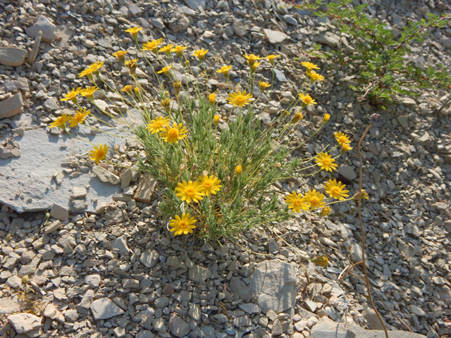 Thymophylla pentachaeta (Parralena) #78059