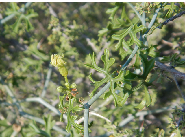 Ibervillea tenuisecta (Slimlobe globeberry) #78092