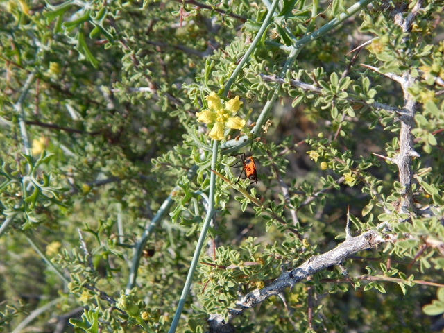 Ibervillea tenuisecta (Slimlobe globeberry) #78093