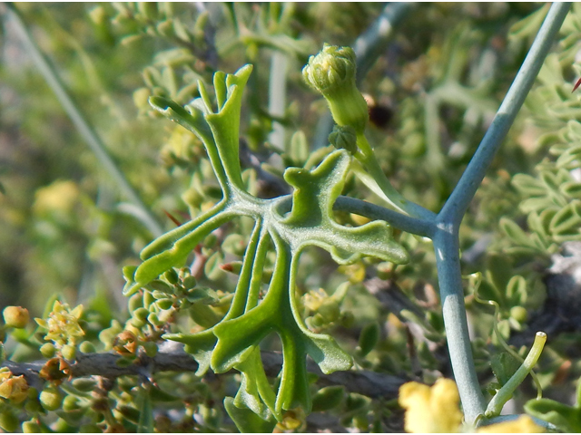 Ibervillea tenuisecta (Slimlobe globeberry) #78094